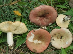 Holubinka parková - Russula exalbicans (Pers.) Melzer & Zvára 1928