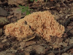 Kuřátka lososová - Ramaria subbotrytis (Coker) Corner