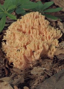 Kuřátka lososová - Ramaria subbotrytis (Coker) Corner