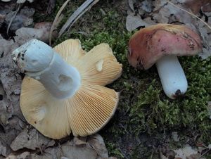 Holubinka hájová - Russula decipiens (Singer) Bon 1985