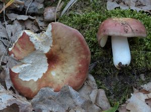 Holubinka hájová - Russula decipiens (Singer) Bon 1985