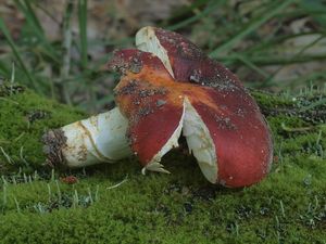 Holubinka medovonná - Russula melliolens Quél.