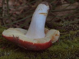 Holubinka medovonná - Russula melliolens Quél.