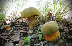 Hřib koloděj - Suillellus luridus (Schaeff.) Murrill 1909