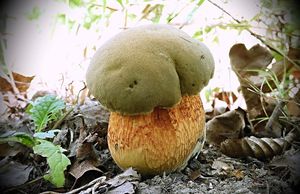 Hřib koloděj - Suillellus luridus (Schaeff.) Murrill 1909