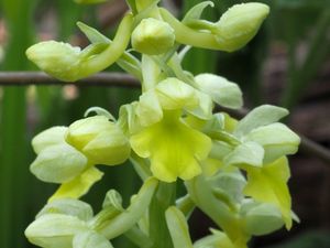 Vstavač bledý (Orchis pallens)