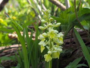 Vstavač bledý (Orchis pallens)