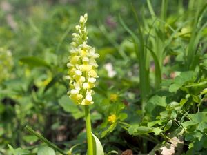 Vstavač bledý (Orchis pallens)