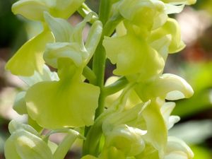 Vstavač bledý (Orchis pallens)