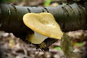 Choroš hlízovitý - Polyporus tuberaster Fr.