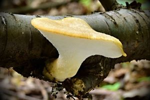 Choroš hlízovitý - Polyporus tuberaster Fr.