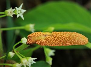 Rez korunkatá - Puccinia coronata Corda