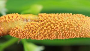 Rez korunkatá - Puccinia coronata Corda