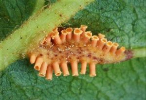 Rez korunkatá - Puccinia coronata Corda