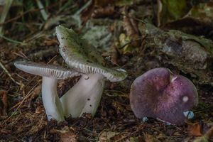 Holubinka fialovonohá - Russula violeipes