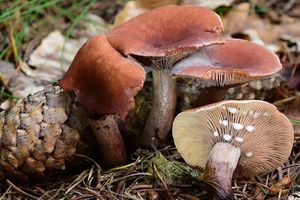 Ryzec kafrový - Lactarius camphoratus