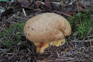 Hřib horský - Boletus subappendiculatus Dermek, Lazebníček