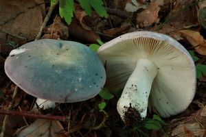 Holubinka podmračná - Russula parazurea Jul.Schaff.