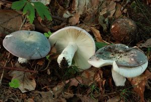 Holubinka podmračná - Russula parazurea Jul.Schaff.