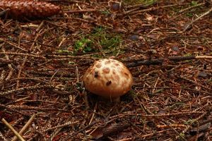 Čirůvka větší - Tricholoma matsutake (S.Ito & S.Imai) Singer