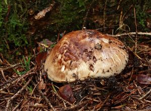 Čirůvka větší - Tricholoma matsutake (S.Ito & S.Imai) Singer