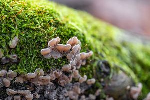 Boltcovitka mozkovitá - Auricularia mesenterica (Dicks.) Pers. 1822