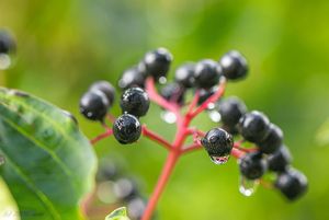 Svída krvavá (Cornus sanguinea)