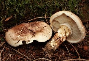 Čirůvka větší - Tricholoma matsutake (S. Ito & S. Imai) Singer 1943