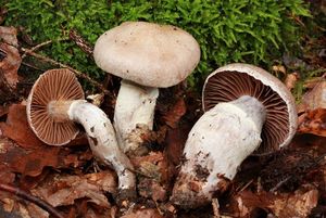 Pavučinec nevlídný - Cortinarius (Telamonia) torvus (Fr.) Fr.