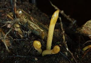 Pazoubek zelený - Microglossum viride (Schrad.) Gillet