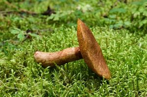 Klouzek tridentský - Suillus tridentinus (Bres.) Singer