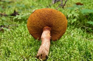 Klouzek tridentský - Suillus tridentinus (Bres.) Singer