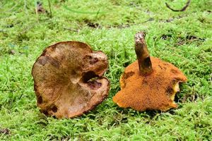 Klouzek tridentský - Suillus tridentinus (Bres.) Singer