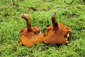 Klouzek tridentský - Suillus tridentinus (Bres.) Singer