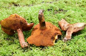 Klouzek tridentský - Suillus tridentinus (Bres.) Singer