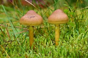 Pavučinec šafránový - Cortinarius croceus (Schaeff.) Gray