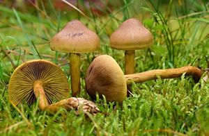 Pavučinec šafránový - Cortinarius croceus (Schaeff.) Gray