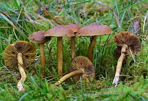 Pavučinec šafránový - Cortinarius croceus (Schaeff.) Gray