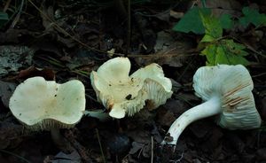 Čirůvka smrdutá - Tricholoma lascivum (Fr.) Gillet 1874