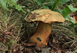 Hřib koloděj - Suillellus luridus (Schaeff.) Murrill 1909