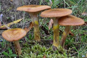 Václavka hlíznatá - Armillaria gallica Marxm. & Romagn. 1987