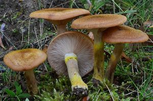 Václavka hlíznatá - Armillaria gallica Marxm. & Romagn. 1987