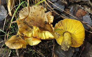 Čirůvka osiková - Tricholoma frondosae Kalamees & Shchukin 2001