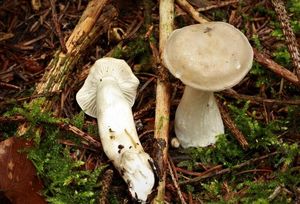 Čirůvka nevonná - Tricholoma inamoenum (Fr.) Gillet