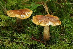 Čirůvka peřestá - Tricholoma fucatum (Fr.) P. Kumm. 1871