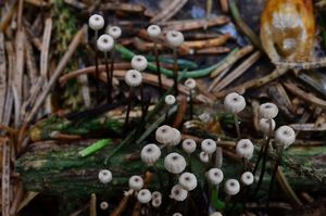 Špička Wettsteinova - Marasmius wettsteinii Sacc. et P. Syd.