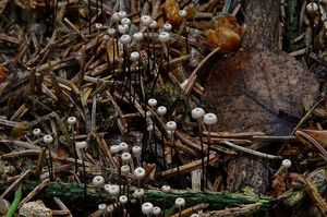 Špička Wettsteinova - Marasmius wettsteinii Sacc. et P. Syd.