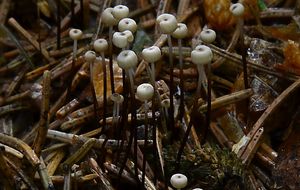 Špička Wettsteinova - Marasmius wettsteinii Sacc. et P. Syd.