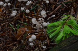 Špička Wettsteinova - Marasmius wettsteinii Sacc. & P. Syd. 1899