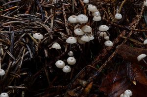 Špička Wettsteinova - Marasmius wettsteinii Sacc. & P. Syd. 1899